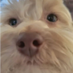 Meet your Posher, Morgan